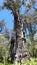 Panorama of Tuart tree in National Park