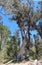 Panorama of Tuart tree in National Park