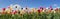 Panorama tulip field