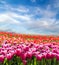 Panorama Tulip field blossom on a spring