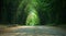 Panorama of tunnel bamboo trees road