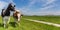 Panorama of two Holstein cows