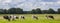 Panorama of typical dutch Holstein cows in the landscape of Drenthe