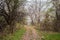 Panorama of a typical European forest in autumn, in serbia, with yellow and brown leaves falling on a wood path during a grey