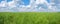 Panorama of unripe rape oilseed on a cloudy blue sky background