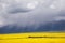 Panorama of the valley of yellow flowers.