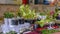 Panorama Variety of lush potted plants and flowers at the garden of a home