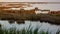 panorama of the Venetian lagoon, natural barrier of Venice, on the Taglio Del Sile road near Jesolo mare.