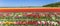 Panorama of vibrant colorful tulip flowers in Flevoland