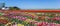 Panorama of vibrant colorful tulip flowers in Flevoland