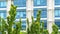 Panorama Vibrant green tree leaves with modern glass building exterior in the background
