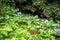 Panorama view of the bottom of the crater of extinct Fengluling volcano recovered by green vegetation at Huoshankou volcanic