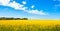 Panorama view of canola flower field