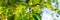 Panorama view close-up small young peach fruit growing on small branch with lush green leaves foliage at home orchard near Dallas