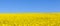 Panorama view of a field of bright yellow rapeseed or canola, bl