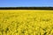 Panorama view of a field of bright yellow rapeseed or canola, Brassica napus, also known as oilseed, rapaseed and colza,