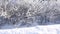 Panorama view of frosted iced bushes in cold winter time. 4K