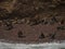 Panorama view of fur seals and sea lions on rocky stone beach Islas Ballestas Islands Paracas Reserve Peru South America