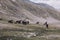 Panorama view of horses in mountains of national park Dombay