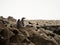 Panorama view of Humboldt penguin Spheniscus humboldti group on Islas Ballestas Island Paracas Peru South America