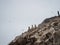 Panorama view of Humboldt penguin Spheniscus humboldti group on Islas Ballestas Island Paracas Peru South America