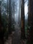 Panorama view of lush green wooden forest sensory ecopark of Pia do Urso Batalha Leiria Portugal in dense fog mood