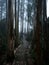 Panorama view of lush green wooden forest sensory ecopark of Pia do Urso Batalha Leiria Portugal in dense fog mood