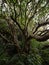 Panorama view of old tree at Karekare waterfall green nature landscape in Waitakere Ranges West Auckland New Zealand