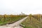 Panorama view of a picturesque white country church surrounded by golden vineyard pinot noir grapevine landscape with a country ro