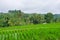 Panorama view on rice terraces Jatiluwih