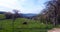 Panorama view on rural idyll with meadows, trees and a cow near Trier