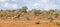 Panorama view of solitary adult giraffe walking alone in the sandy bushveld in Kruger National Park