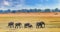 Panorama view of South Luangwa Plains with a herd of elephants walking across the dry yellow grass