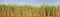 Panorama view of Sugarcane fields