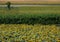 Panorama view of sunflower fields. Colli Euganei. Padua. Italy