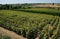 Panorama view of sunflower fields. Colli Euganei. Padua. Italy