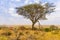 Panorama view to the beautiful bush savannah of Serengeti at sunset, Tanzania - Safari in wilderness of Africa