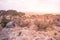 Panorama view to the beautiful bush savannah of Serengeti at sunset, Tanzania - Safari in wilderness of Africa