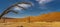 Panorama view of the trees from Deadvlei, landscape with large sand dunes at Sossusvlei