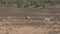 Panorama View Of Wild African Zebras Grazing In A Meadow In The Dry Season