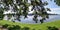 Panorama of the view of the yachts standing off the coast of Krestovsky Island through the branches and foliage of an oak tree