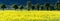 Panorama view of yellow rapeseed fields and blossoming fruit orchard trees in spring