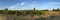 Panorama of Vineyard With Mont Ventoux In Background at golden hour, sunset light in Provence, southern France