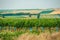 Panorama Of Vineyard Plantation In Austrian Countryside