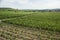 Panorama vineyard view of rhine scenery in germany