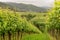 Panorama Vineyards in Baden-Baden.