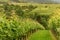 Panorama Vineyards in Baden-Baden.