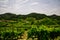 Panorama of the vineyards of Prosecco vineyards