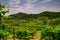 Panorama of the vineyards of Prosecco vineyards