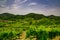 Panorama of the vineyards of Prosecco vineyards